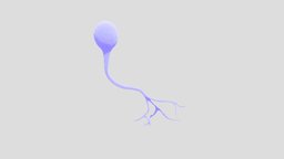 Unipolar Neuron body, system, cell, end, sheath, neuron, terminal, propagation, nerve, axon, nervous, bud, message, nucleus, 3d, myelin, dendrites, unipolar, neurophysiology