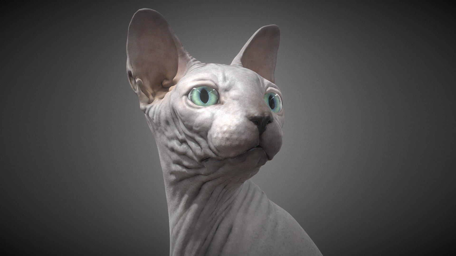 It's a Sphynx Cat! - Sphynx Cat - Buy Royalty Free 3D model by Zerindo 3d model