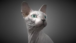 Sphynx Cat cat, sphynx, ready, realistic, game, 3d, lowpoly, model