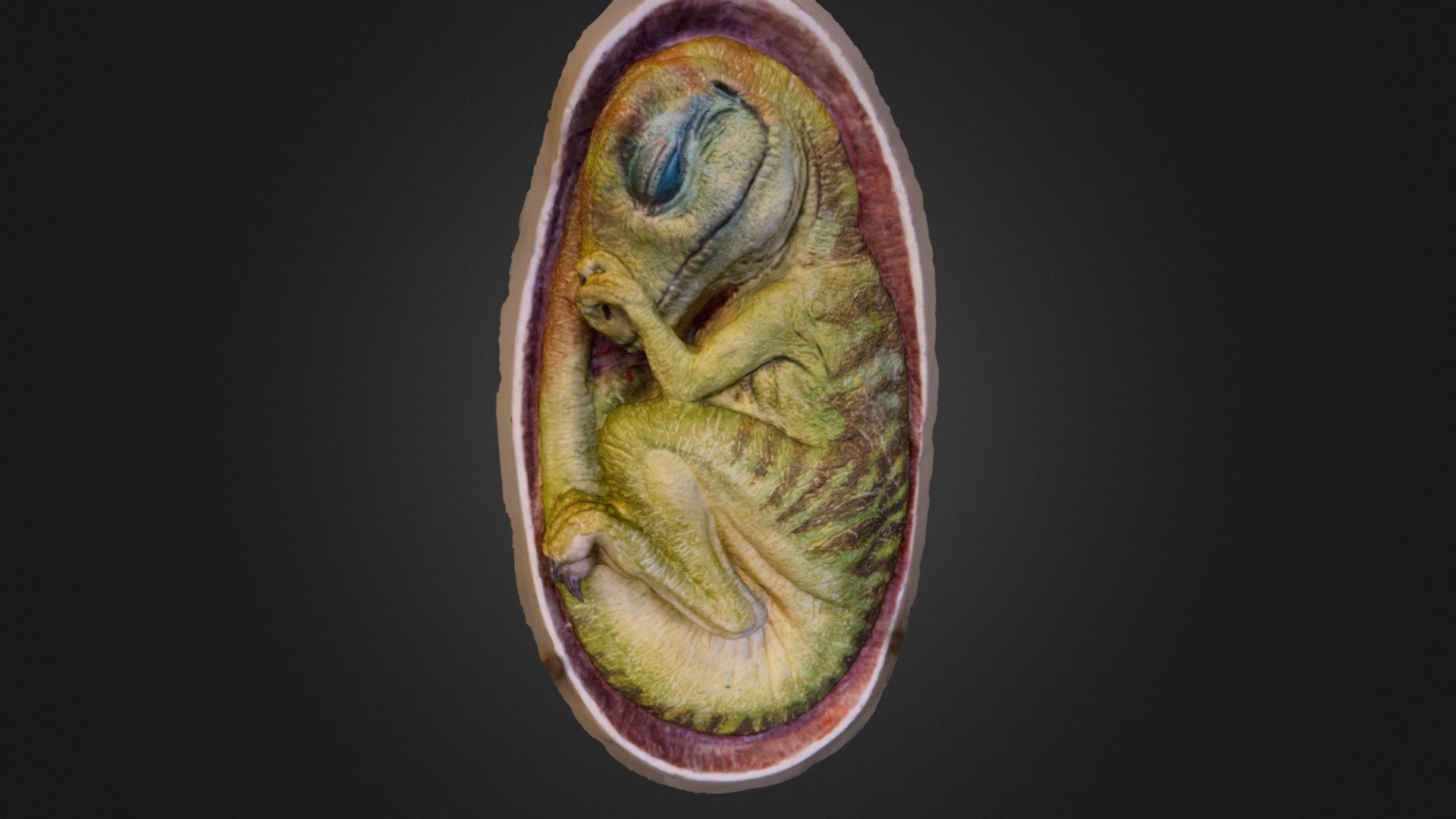 (Obviously) not a real one. Reconstruction by Michel Fontaine.
Museum National d'Histoire Naturelle, Paris, France.

3D scanned using Agisoft Photoscan 3d model