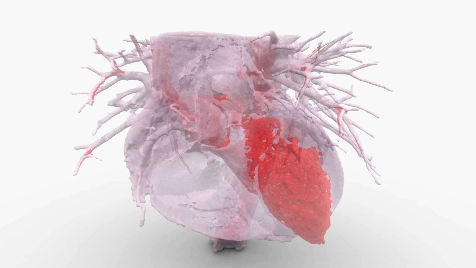 3D heart tissue and blood volume from Cardiac ECG-gated CT. Data set - 3D Human Anatomy: Heart - 3D model by Advanced Visualization Lab - Indiana University (@AVL) 3d model