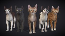 Skinny Cats cat, kitty, pet, tray, stray, collar