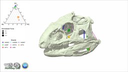 3D Jaw Muscles of Revueltosaurus callenderi muscles, jaw, maya, suchian