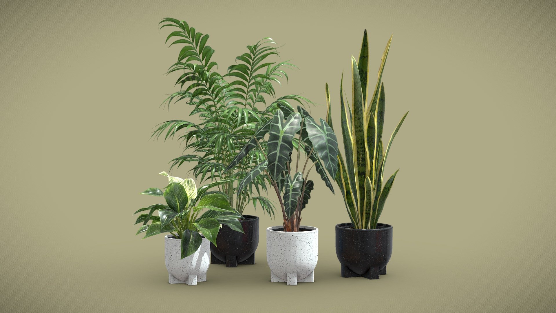 Indoor Plants Pack 55

This selection of indoor exotic plants will provide a level of detail that will take your visualizations to the next level.
Models can be subdivided for more definition.




Alocasia Polly

Philodendron Birkin Variegata

Sansevieria

Chamaedorea Elegans

4k Textures




Vertices  57 779

Polygons  45 915

Triangles 91821
 - Indoor Plants Pack 55 - Buy Royalty Free 3D model by AllQuad 3d model