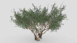 Ficus Benjamina Tree-S04 tree, benjamin, nature, 3dtree, ficus, benjamina, lowpoly, 3d-lowpoly-ficus-benjamina, lowpoly-benjamina, 3d-lowpoly-benjamina