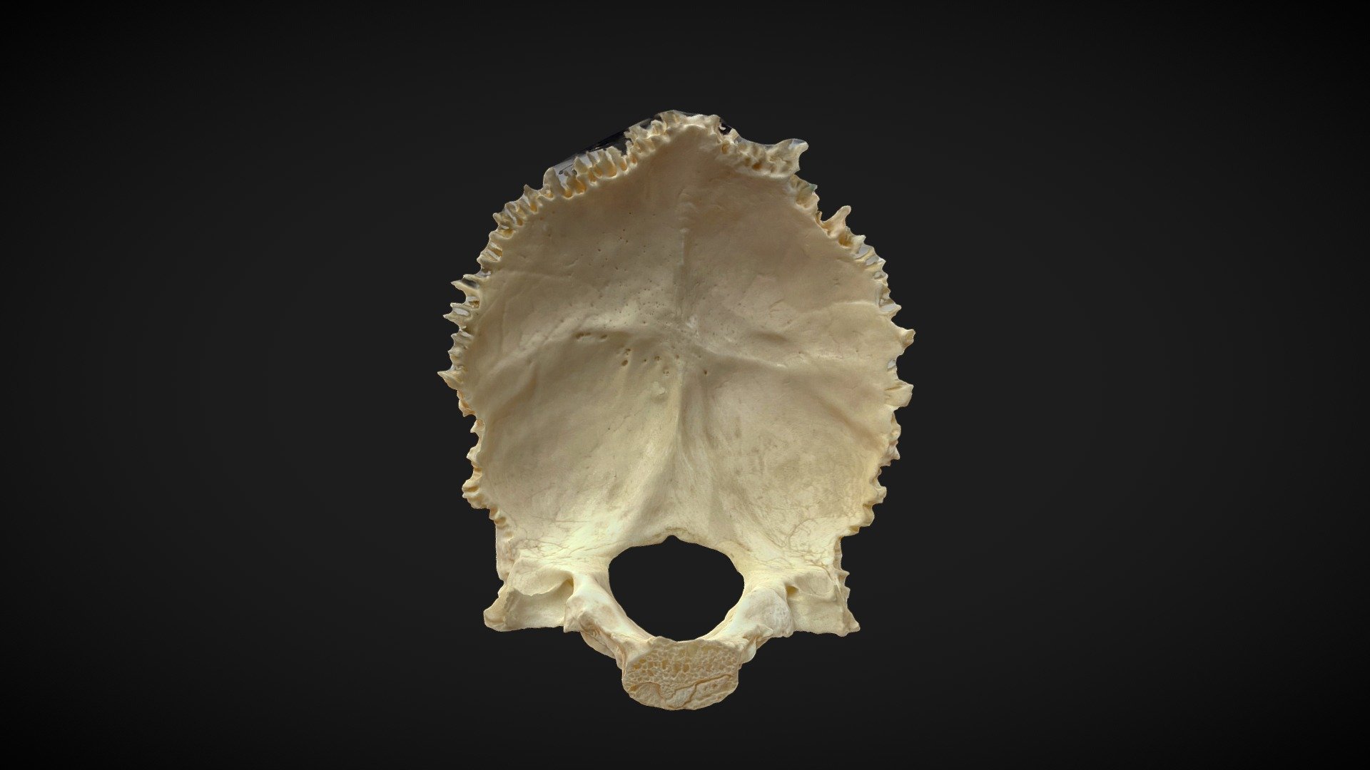 Occipital Bone - 3D model by Manuscript submission (@tspiriev) 3d model
