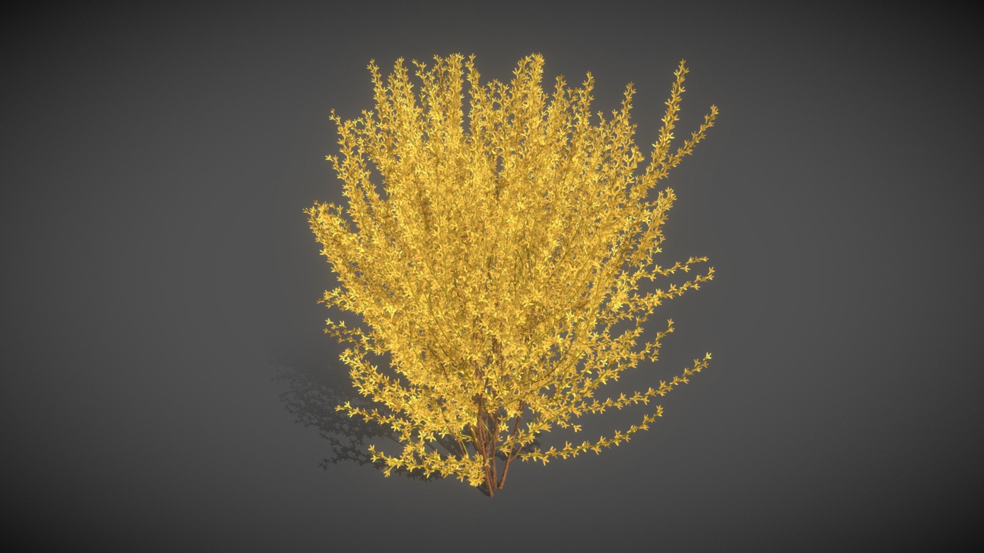 This XfrogPlants Forsythia 3D model features one free, highly detailed, fully textured variation of the plant.

Shrub, broadleaf deciduous, broad spreading Height: up to 4 m. Origin: China Environment: in full sun; on any type of fresh soil Climate: warm, temperate; it endures frosty winters

Notes: Forsythia became known to the western world in the XVIII century. It was named in honor of William Forysth, director of the Chelsea Physic Garden. It has soon become a very popular gardening species because of it’s spectacular yellow flowering, which is one of the earliest and announces the arrival of Spring. It can and should be pruned often to encourage a bushy habit and to increase the production of flowers 3d model