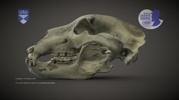 Brown Bear skull bear, artec, dundee, zoology, skull, scan, animal