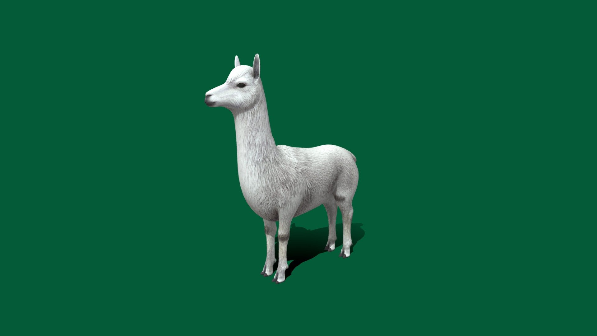 The alpaca is a species of South American camelid mammal. It is similar to, and often confused with, the llama. However, alpacas are often noticeably smaller than llamas. The two animals are closely related and can successfully crossbreed 3d model