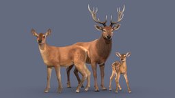 Red Deer Family forest, deer, wild, stag, doe, elk, calf, reddeer