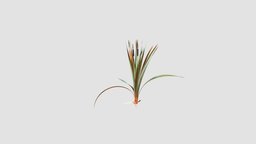 Typha latifolia plant, grass, key, 065, latifolia, am124, typha