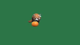 Red Panda (Non- Commercial) red, panda, ar, playfull, myanmar, nyi, nyilonelycompany, armyanmar, google3d