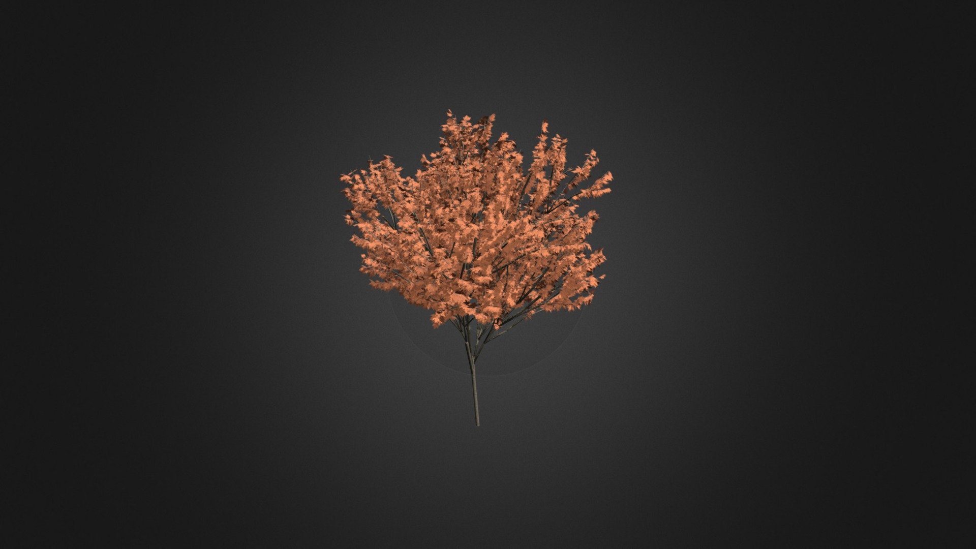 Red Maple (Acer rubrum) 5.7m - Red Maple (Acer rubrum) 5.7m - Buy Royalty Free 3D model by cgaxis 3d model