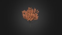 Red Maple (Acer rubrum) 5.7m tree, plant, red, forest, maple, wild, park, leaf, foliage, trunk, bark, nature, deciduous, acer, rubrum, wood