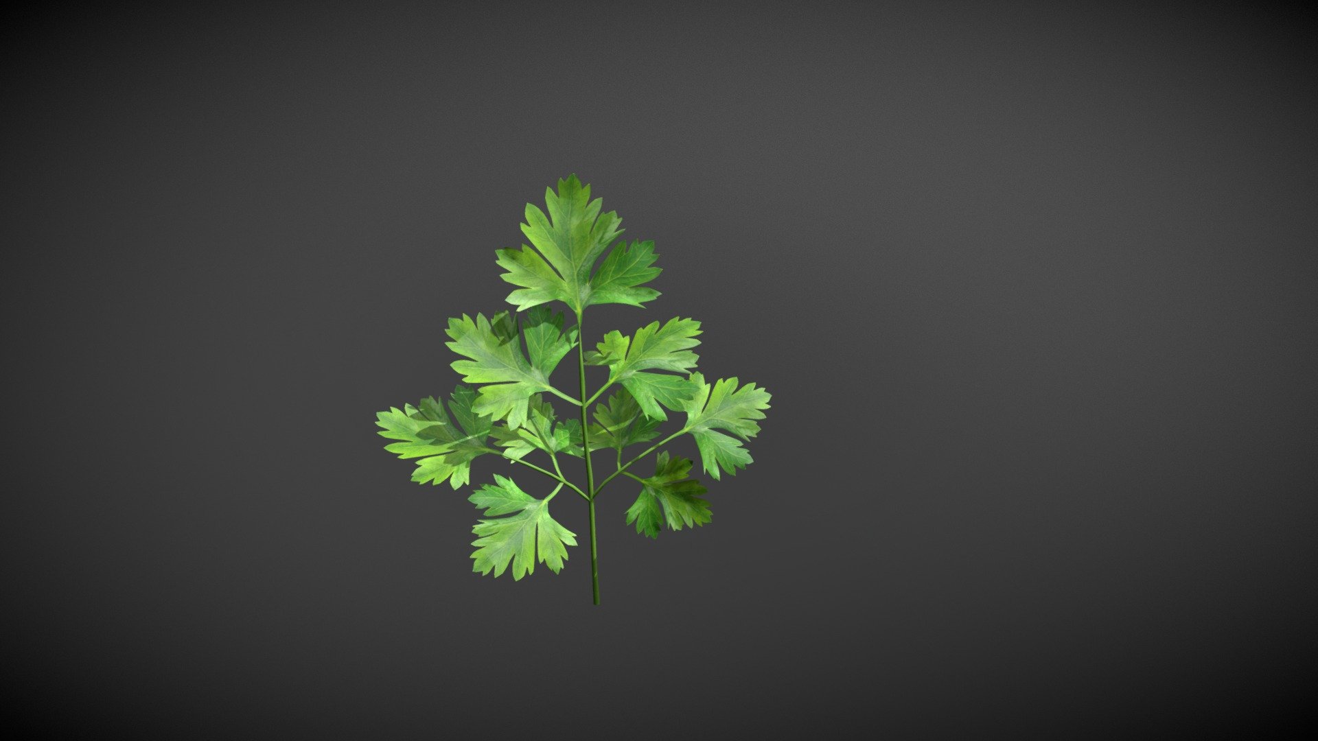 Parsley Stage3-12 - 3D model by vicvdovenko 3d model
