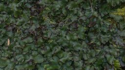 Hepatica talosa_2x texture green, plant, raw, forest, plants, archviz, surface, cover, natural, wet, vr, weed, real, moss, jurassic, shade, metashape, agisoft, photogrammetry, texture, scan, skin, wall, liverwort, briofita, bryophyta, hepaticophyta, conocephalum