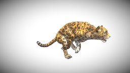 Jaguar hunting, hunt, jaguar, animations3d, lowpolymodel, gamereadymodel, animatedcharacter, animated