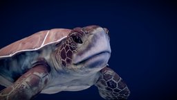 Sea turtle turtle, marine, seaturtle, ocean, wet, reptile, ocean-creatures, oceanlife, substancepainter, blender, blue, sea, marine-biology