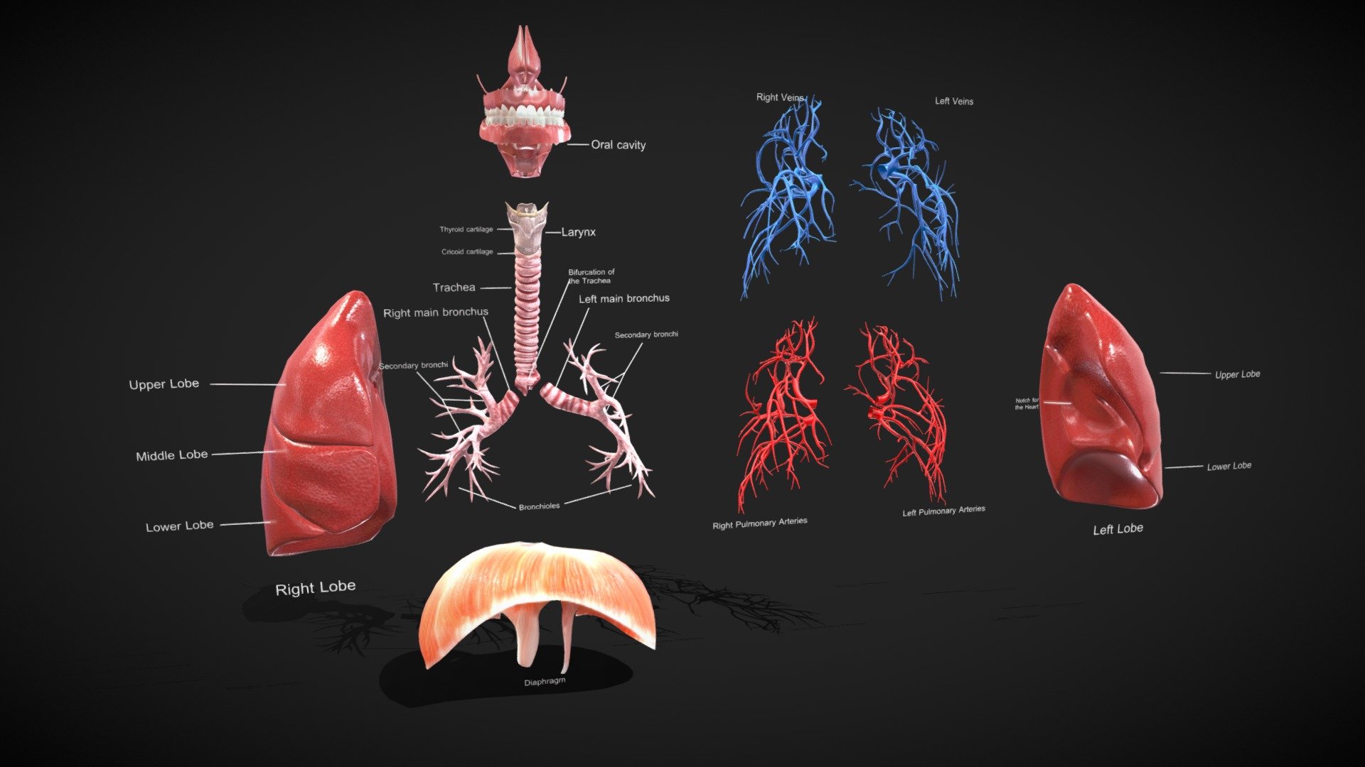 Respiratory System




No errors or missing files

High-quality polygonal model

No N-GONS Faces

This model is created in polygon quad &amp; tri with good edge flow

Correctly scaled accurate representation of the original object.

The scene is well arranged (proper layer and group)

Objects, materials, and textures are named.

Units in centimeters




Lungs ----Polys: 15386-----Verts:15721

Larynx with Trachea ----Polys: 19902----Verts: 19982

Diaphragm ----Polys: 1294-----Verts: 1289

Veins and arteries ----Polys: 13282----Verts: 13428

Oral cavity ----Polys: 13278----Verts:13632

Teeth ----Polys: 11872----Verts:11882

Nasal cavity ----Polys: 1990----Verts: 2034

Tongue ----Polys: 559 ----Verts: 561

Respirator system




Polys: 76720

Verts: 77664

Dimension: 23x19x53

Formats:




3Ds Max 2014 _V-Ray

Maya 2016

Cinema 4D R15

FBX

OBJ

Diffuse Base - Glossiness- Normal- Specular- AO – Roughness- Metallic-Opacity - Respirator system Anatomy - Buy Royalty Free 3D model by 3D4SCI 3d model