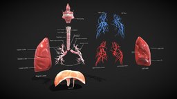 Respirator system Anatomy body, organ, scene, cross, anatomy, system, heart, vray, section, chest, oral, cavity, realistic, science, scanned, medicine, lungs, breathing, anatomical, lung, health, nasal, ctscan, diaphragm, trachea, respiratory, veins, arteries, larynx, respiration, bronchi, alveoli, bronchus, character, 3d, scan, man, medical, human, "covid"