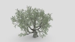 Live Oak Tree-S3 object, tree, plant, oak, live, branch, trunk, highpoly