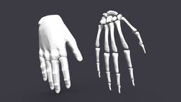 Hand Skeleton&Skin