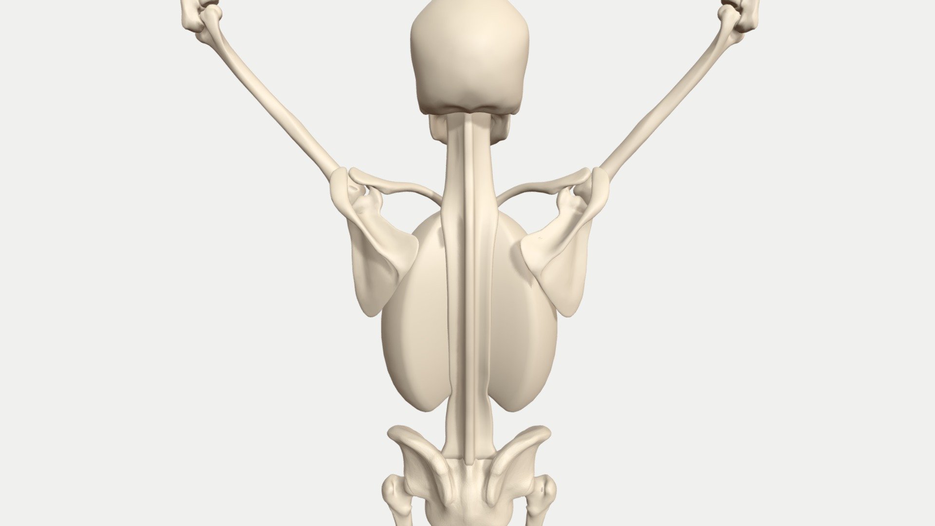 I did this animation as part of my series of blog posts on the movments of the shoulder. 

You can read them here:
http://pearsetoomey.com/category/anatomy/ - Scapulohumeral rhythm animated skeleton - 3D model by pearsetoomey 3d model