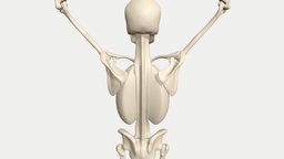 Scapulohumeral rhythm animated skeleton