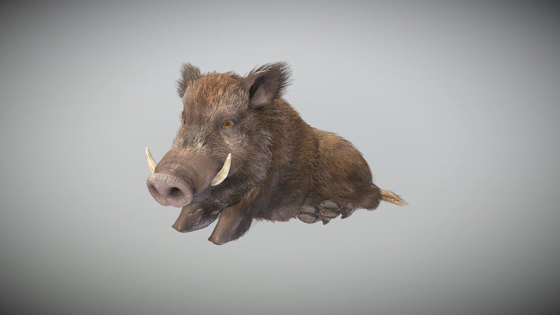 A realistic boar for your games. Find it on Unity Assetstore and Unreal Marketplace.

It comes with a lot of Textures
Check this gallery:
https://imgur.com/gallery/1JaclDi

58 AAA Animations.

ADDITIONAL LICENSE

The following custom license applies to this asset in addition to the EULA.

END USER will be prohibited from using the asset license for the following products:




Creation &amp; Trading of Non-Fungible-Tokens (NFT) and/or use in Blockchain-based projects or products.

Creation of content for Metaverse related and/or Game creation software and products.

3D printing for commercial use.

Remix, transform or build upon the material, and re-sell the modified material.
 - Boar Realistic - Buy Royalty Free 3D model by Malbers Animations (@malbers.shark87) 3d model