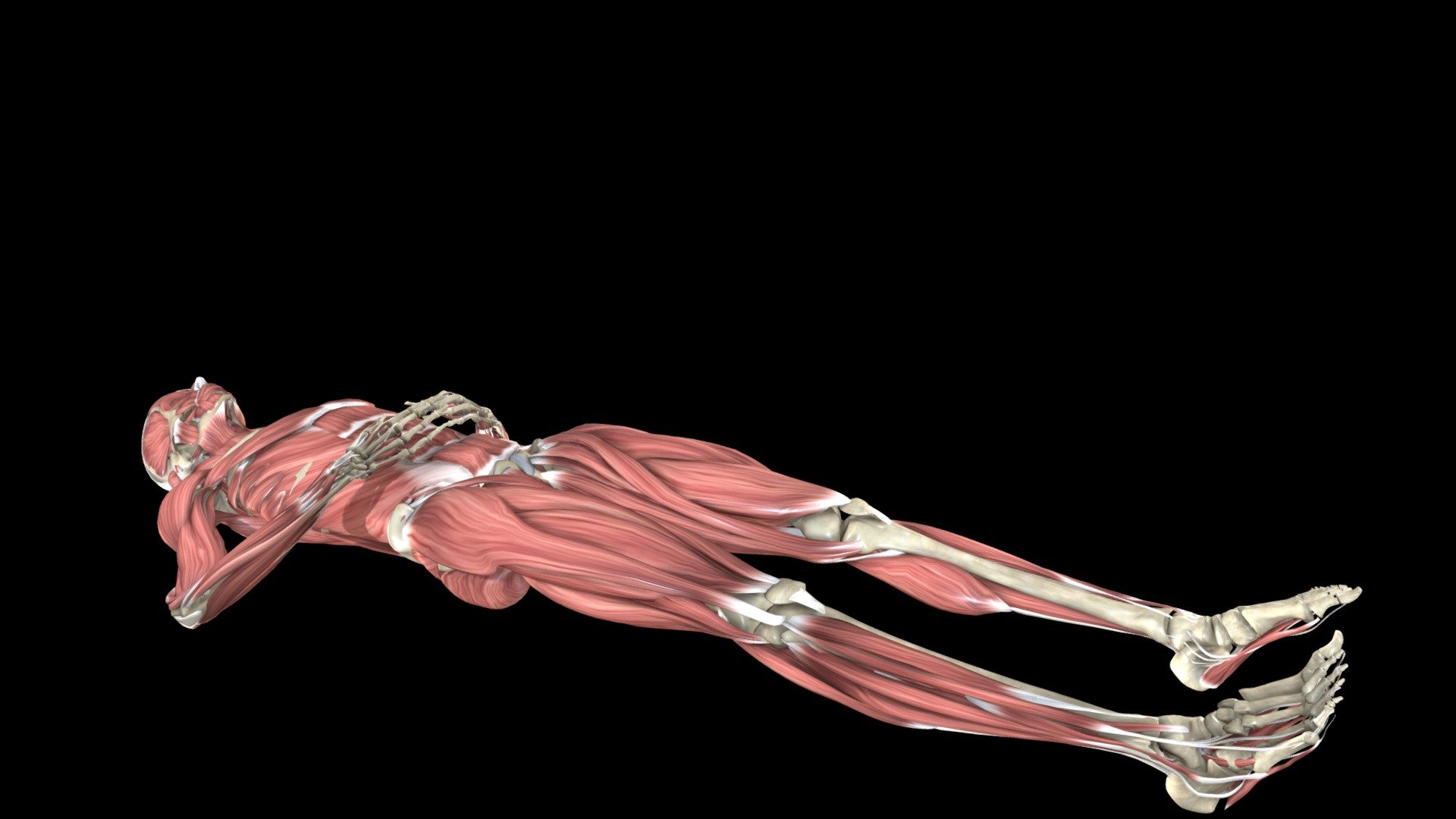Posterior Sag Sign (Gravity Drawer Test) Tests for rotary instability posteriorly and/or torn PCL. In supine subjects hip and knee are flexed to 90°while the examiner supports the leg under the lower calf or heel in the air. A positive sign is a posterior sag of the tibia caused by gravitational pull.

©Indiana University Board of Trustees. This project was funded by a grant from the Indiana University School of Medicine Program to Launch those Underrepresented in Medicine toward Success (PLUS) and the Medical Student Education Division of the Indiana University School of Medicine, Department of Family Medicine. 3D imaging created by Luke Parker and Emma Parker 3d model