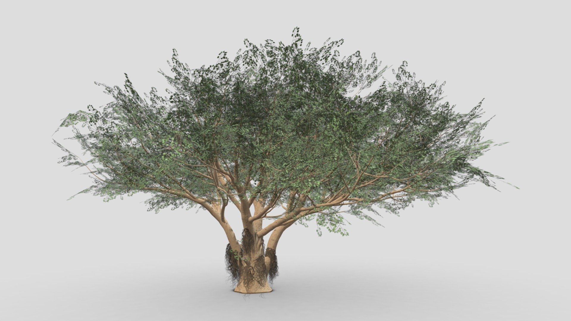 I try to work on Ficus Benjamina Tree to use this your project. this is a low poly 3D model. 
Tree info: Ficus Benjamina, commonly known as weeping fig, benjamin fig, or ficus tree, and often sold in stores as just ficus, is a species of flowering plant in the family Moraceae, native to Asia and Australia. It is the official tree of Bangkok 3d model
