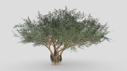 Ficus Benjamina Tree-S01