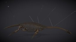 Museum Of Natural History | Plesiosaurus