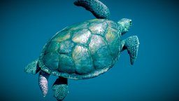 Green Sea Turtle ♂ turtle, green, life, animals, ocean, pacific, atlantic, oceans, reptilia, testudines, oceanlife, chordata, seaanimal, animalia, sea, cryptodira, cheloniinae
