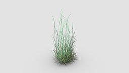 simple grass plant, grass, key, 018, am124, simple