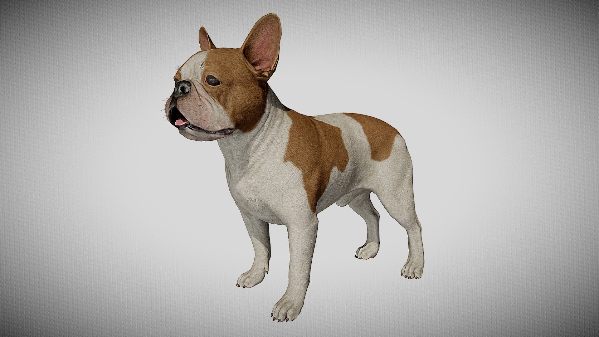 This model is designed for the next-gen real time engines using PBR technology, however it may be used with other renderers (i.e. mental ray, v-ray, etc). Fully textured, it has clean and efficient edge flow, following the anatomy of the dog. This model can be purchased HERE - French Bulldog - 3D model by alexlashko 3d model