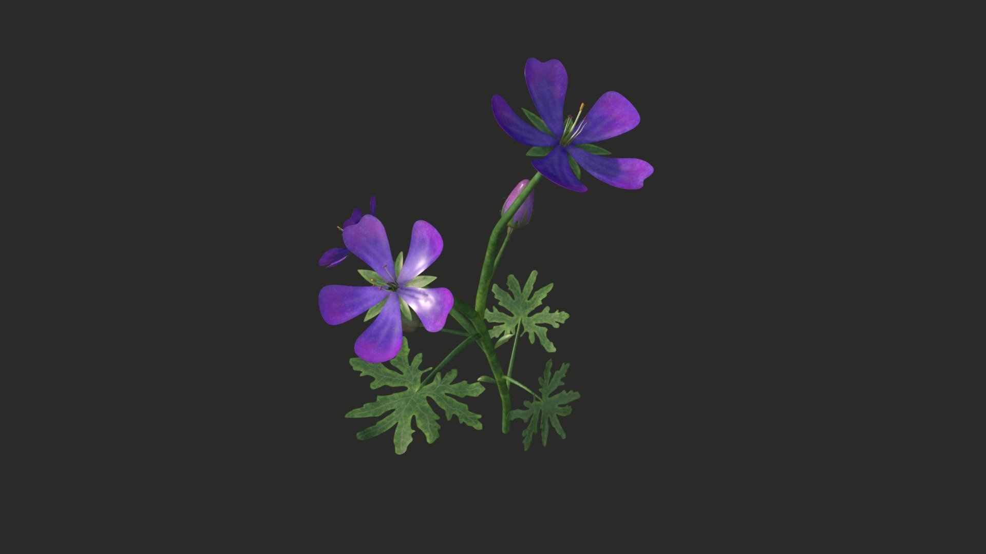 -------Geranium flower-------

Great prop for your scene! 

High-poly/2 textures

Download for free!



---------------------------------------



Geranium, or crane (lat. Geranium) is a genus of the Geraniaceae family. In total, more than 400 species of herbs and shrubs are known, scattered throughout the world. The flowers have five petals and are white, pink, purple or blue, often with characteristic veins 3d model