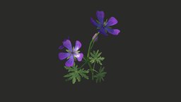 Geranium flower plant, grass, plants, flower, flowers, high-poly, nature, crane, 3dflowers, geranium, nature-plants, highpoly, plants-nature, 3dflower, geraniums