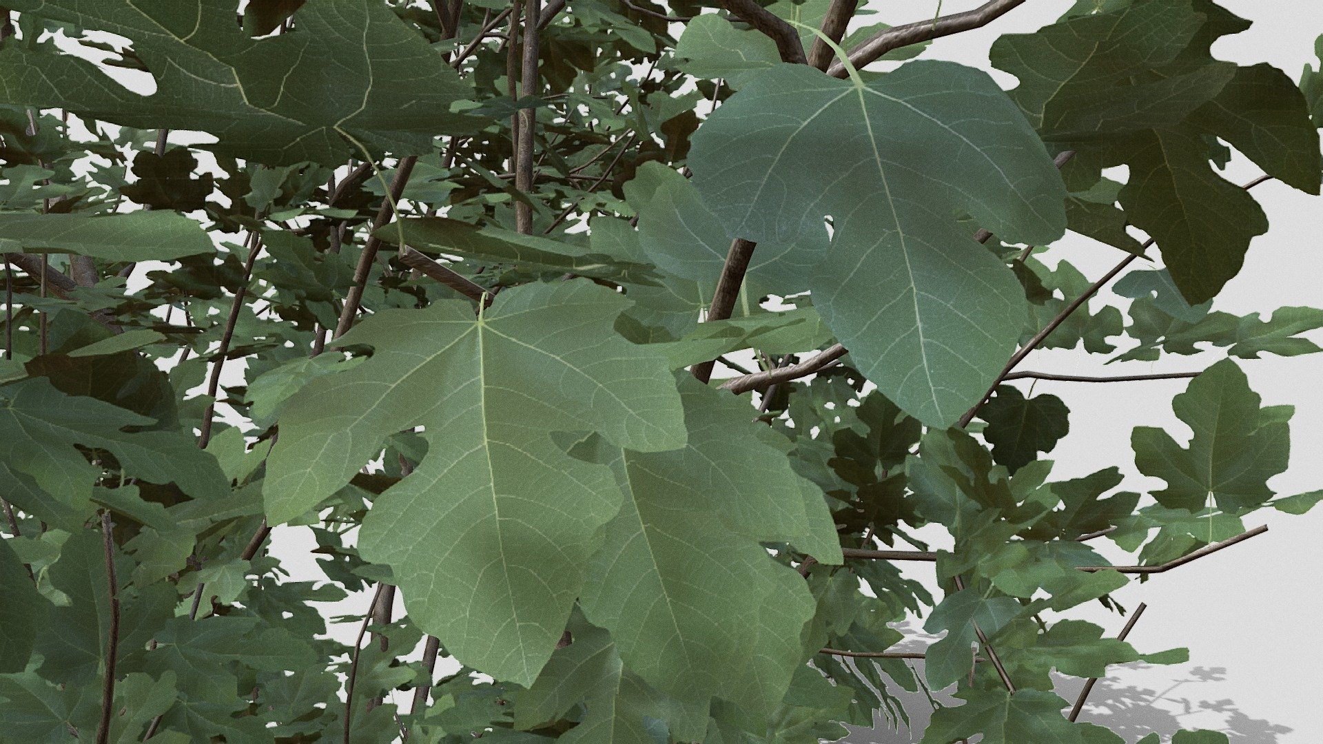 Fig Tree with 137K Triangles 3d model