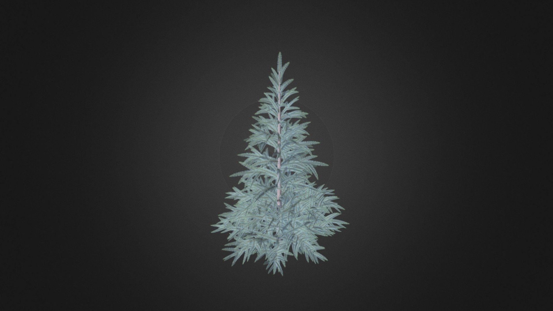 Spruce Tree 3D Model 1.5m - Spruce Tree 3D Model 1.5m - Buy Royalty Free 3D model by cgaxis 3d model