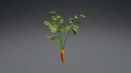 Carrot plant 