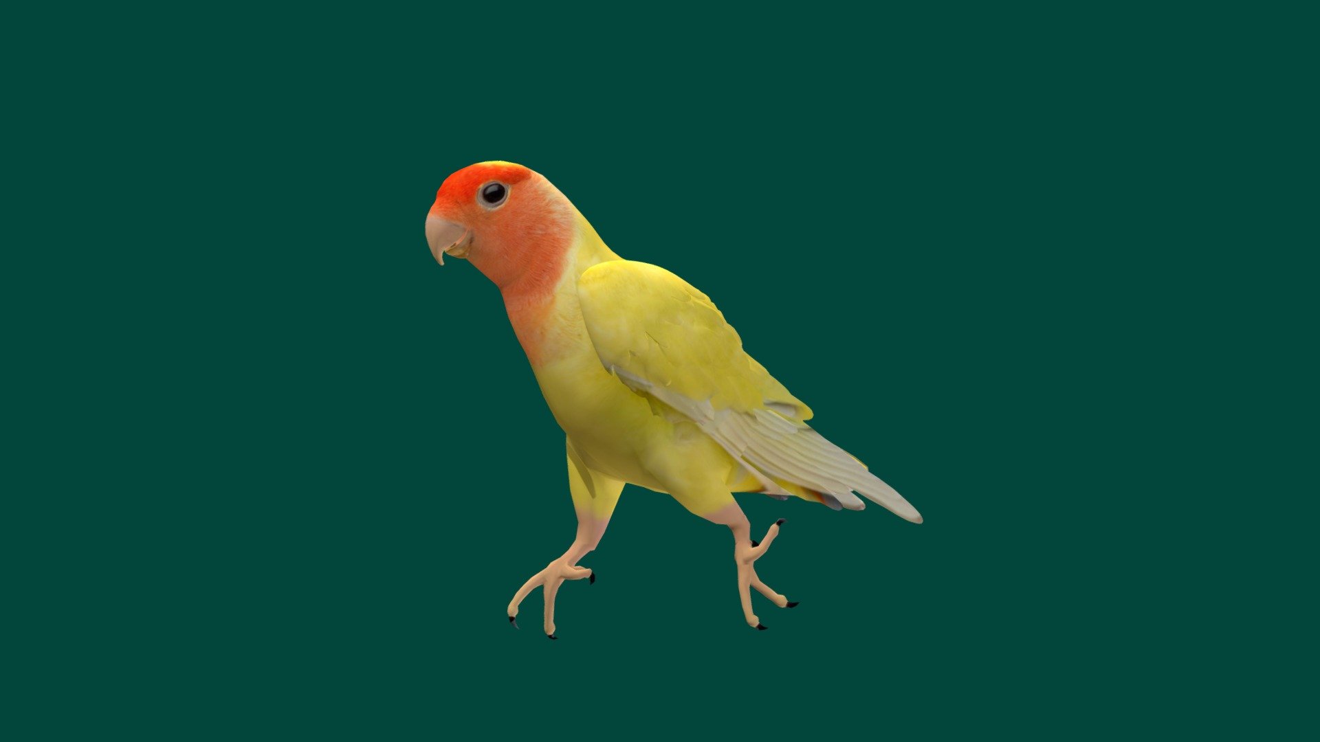 Non Commercial 

Parrot Bird 

2 Draws Call

Mid poly 

Original abc file

Animated

4K Diffuse Color

Lovebird is the common name for the genus Agapornis, a small group of parrots in the Old World parrot family Psittaculidae. Of the nine species in the genus, all are native to the African continent, with the grey-headed lovebird being native to the African island of Madagascar. Wikipedia
Clutch size: 4 – 6
Lifespan: Rosy-faced lovebird: 15 – 25 years
Class: Aves
Domain: Eukaryota
Family: Psittaculidae
Genus: Agapornis; Selby, 1836 - Love Birds Parrot - Download Free 3D model by Nyilonelycompany 3d model