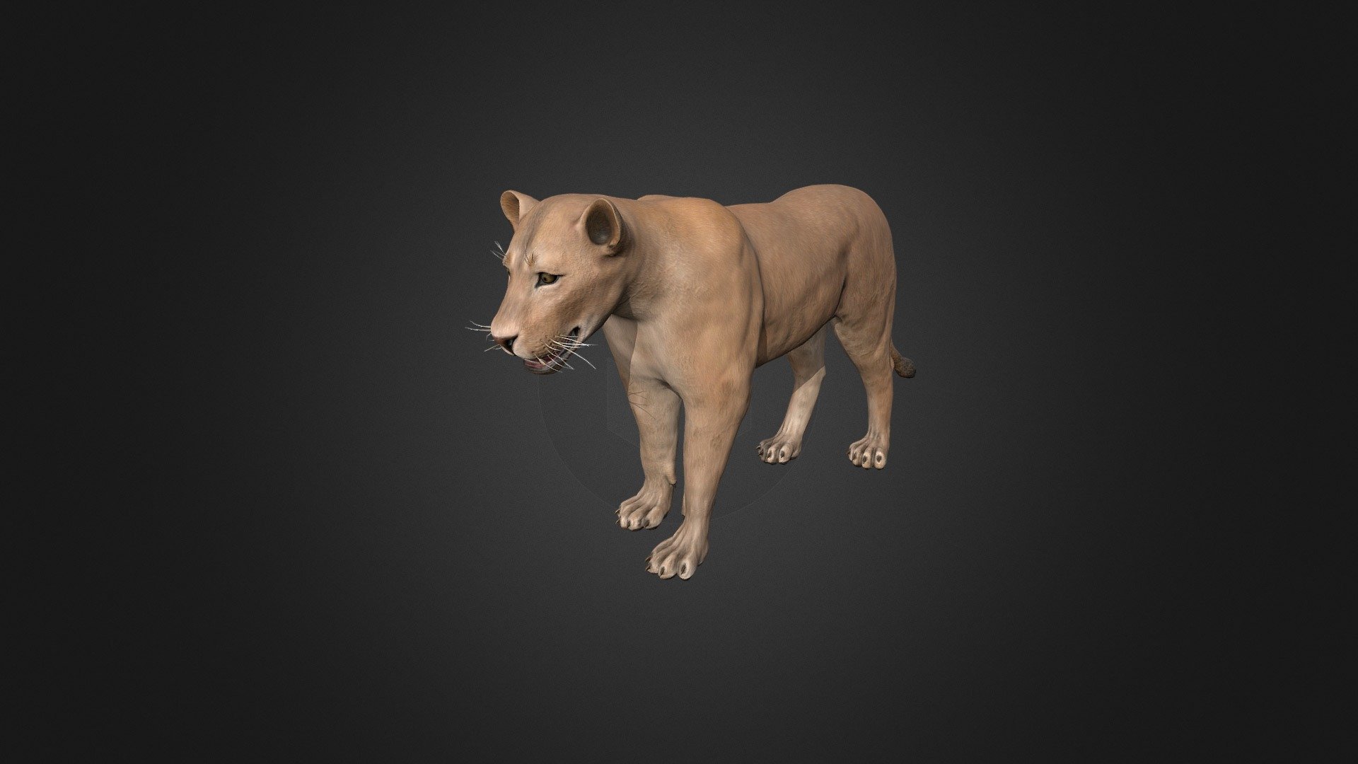This asset has Lioness model.

Model has 4 LOD.




23800 tris

16850 tris

10000 tris

6150 tris

Diffuse, normal and metallic / roughness maps (all maps 2048x2048).

76 animations (IP/RM)

Attack(1-3), walk (F,FL,FR,B,BL,BR), Run (F,FL,FR), Run_Jump, Trot (F,FL,FR), Swim (F,FL,FR,B,BL,BR), Swim_Idle, Swim_turn(Left/Right), Jump_In_Place, Jump_F, Jump (start/landing), Jump_Loop (up, horisontal, down),Hit (F,M,B) , Lie (Start/end), Lie_Idle 1-3, Sleep (start, idle, end), Idle 1-3, death, eat, turn (left/right) etc.

If you have any questions, please contact us by mail: Chester9292@mail.ru - Lioness - Buy Royalty Free 3D model by Rifat3D 3d model