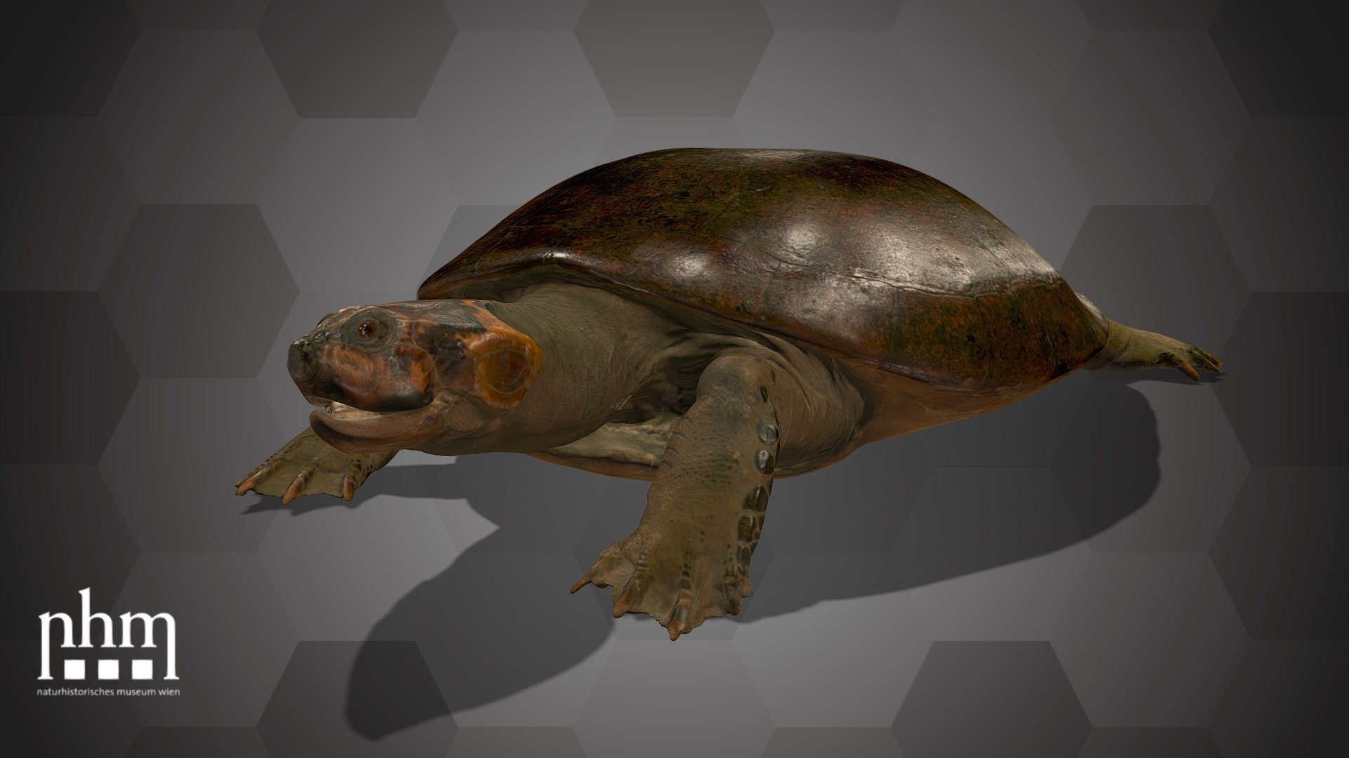 3D scan of an Arrau turtle (Podocnemis expansa). This specimen is an example for early taxidermy. This turtle was caught in 1832 on the banks of the Rio Solimões during an Austrian expedition in Brazil. It came to the NHM Vienna in 1834 and is one of a few found specimens of this rare species. Arrau turtles live in the wetland areas of South America and are among the largest freshwater turtles in the world. 

The Arrau turtle is Number 73 of the NHM Top 100 and can be found in Hall 28 of the NHM Vienna.

Specimen: Podocnemis expansa (Schweigger, 1812)

Inventory number: NHMW-Zoo-HS 1315

Collection: Natural History Museum Vienna, 1st Zoological Dept., Herpetology Coll. (curator: Silke Schweiger)

Find out more about the NHMW here.

Scanned and edited by Anna Haider &amp; Viola Winkler (NHMW)

Scanner: Artec Leo. Infrastructure funded by the FFG 3d model