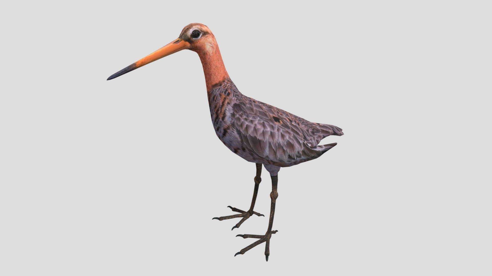Digital 3d model of Black-tailed Godwit.

The product includes:

-The model is one single object




All textures and materials are mapped in every format.

-Textures JPEG- color,normal and roughness maps

-Texture size 2048 x 2048 pxls.





No special plugin needed to open scene.




Model does not include any backgrounds or scenes used in preview images.


 - Black-tailed Godwit - Buy Royalty Free 3D model by rmilushev 3d model