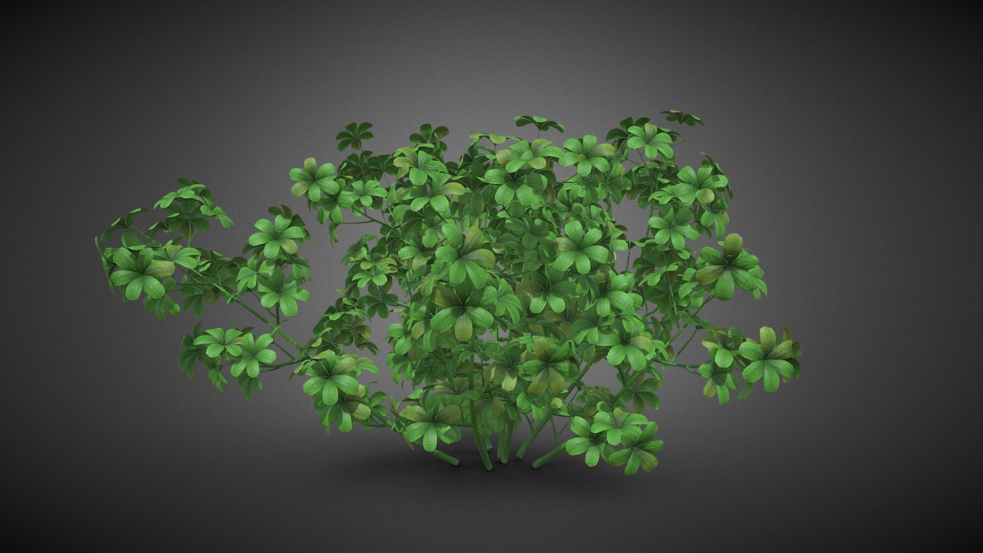 Shrub tree - Shrub tree - Buy Royalty Free 3D model by misitewang 3d model