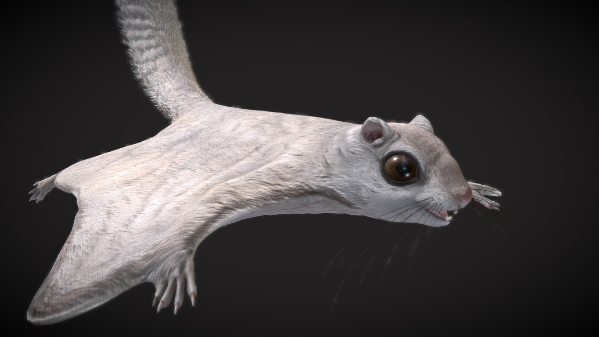 The Siberian flying squirrel (Pteromys volans) is a charming and agile rodent that inhabits the boreal forests of Siberia and other northern regions. Known for its distinctive membrane, or patagium, that stretches between its forelimbs and hindlimbs, this adaptation allows it to glide from tree to tree.

Key features of the Siberian flying squirrel include its large eyes, bushy tail, and soft, dense fur which helps insulate it in cold climates. Nocturnal in nature, it emerges at night to forage for nuts, seeds, and insects, showcasing its versatility in diet.

Witness the graceful flights of the Siberian flying squirrel as it navigates the northern woodlands, contributing to the unique biodiversity of its habitat. Explore the wonders of this arboreal acrobat with - Siberian_flying_squrrel - Buy Royalty Free 3D model by robertfabiani 3d model