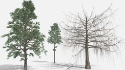 Pine tree 2 versions + larch tree, green, plant, two, pine, version, branch, foliage, some, nature, few, needle, optimized, trank, larch, fores, low-poly, 3d, lowpoly, poly, model, wood, download