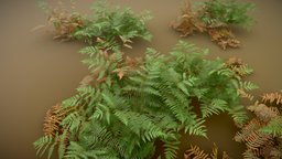 Fern Forest Realistic Collection green, plant, forest, set, group, dead, wild, pack, big, huge, collection, ready, debris, fern, nature, highress, ferns, game, 3d, leaves