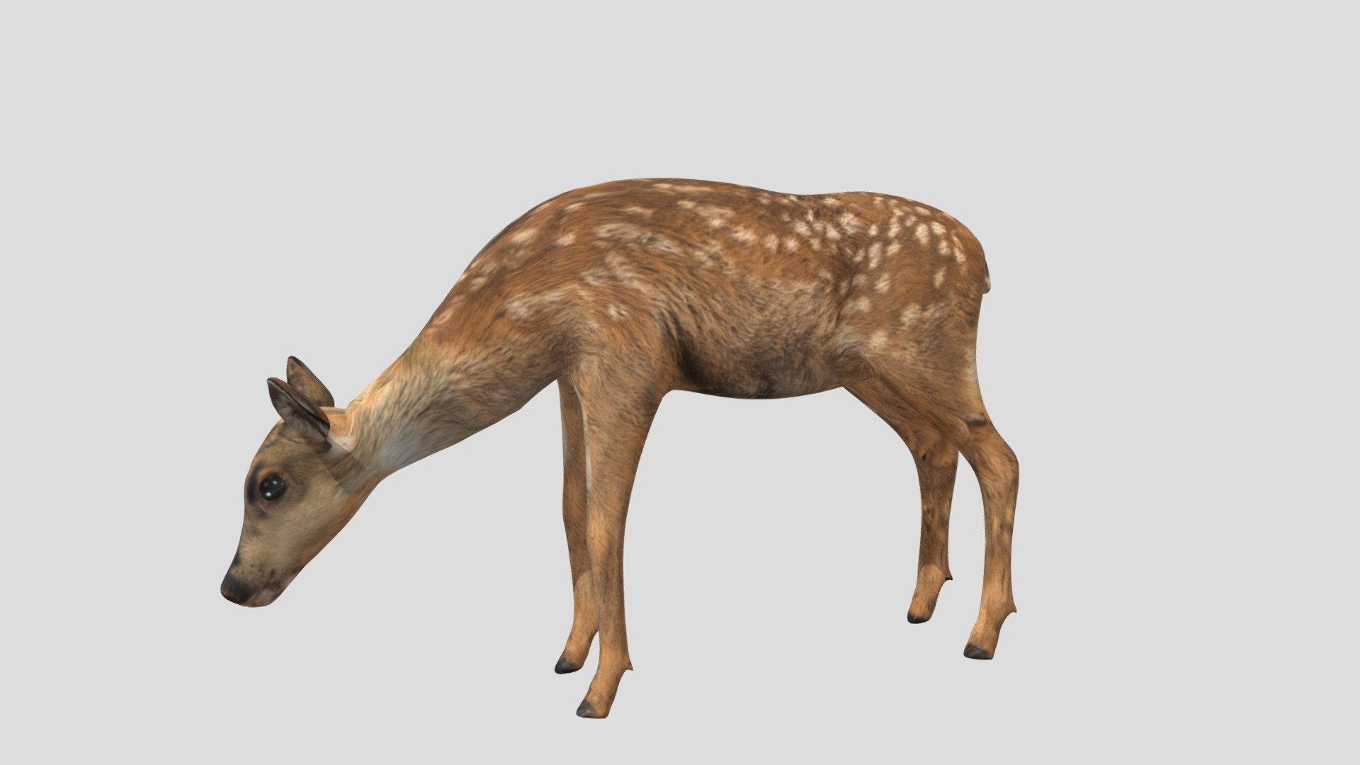 this fur on the deer needs to be removed - deer animations - Download Free 3D model by dinomaster 3d model